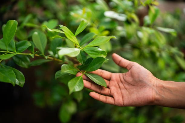 Professional Tree Care Services in Catalina Foothills, AZ