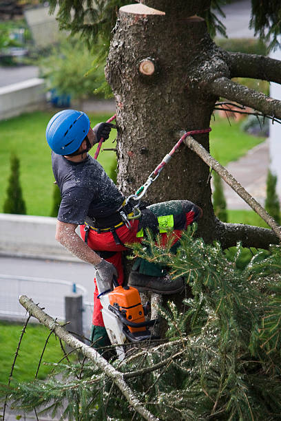 How Our Tree Care Process Works  in  Catalina Foothills, AZ